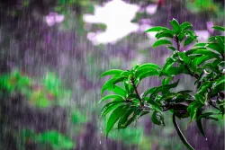 Combatting Rainy Season Itchiness: Tips 